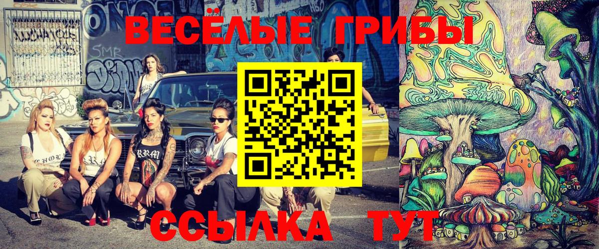 Галлюциногенные грибы Psilocybe Балтийск